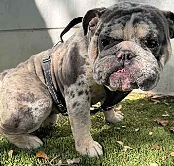 Photo of Gordo