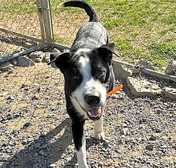 Photo of Bandit