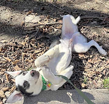 Photo of Gumbo