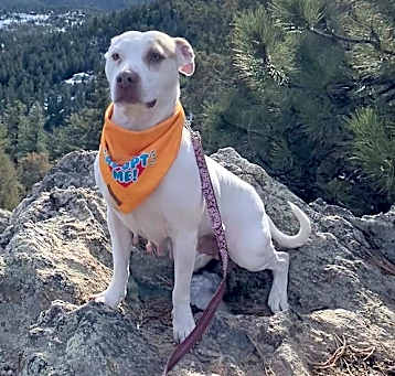 Photo of Rosie ***FOSTER HOME***
