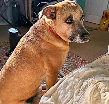 Photo of Hopper