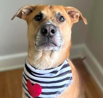 Photo of Atreyu (Farm or Scent/Sport Dog!!)