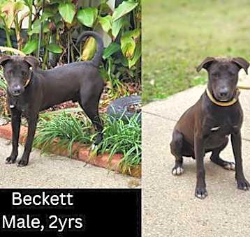 Photo of Becket