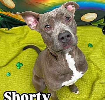 Photo of Shorty