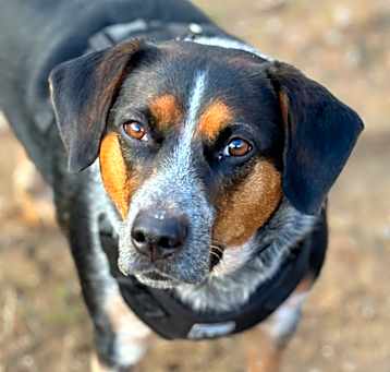 Photo of Merlin