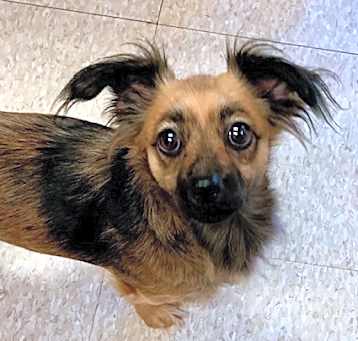 Photo of Willow
