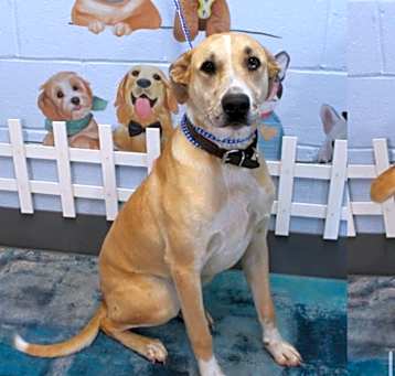 Photo of Koda URGENT HELP!