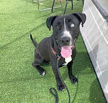 Photo of BRONCO