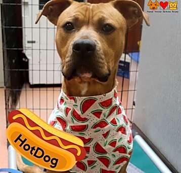 Photo of HOTDOG