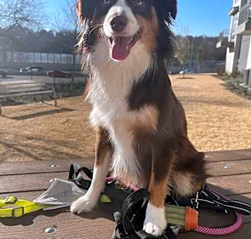 Photo of Nugget