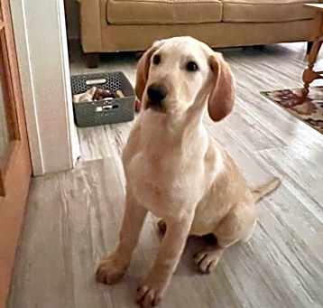 Photo of Sitka