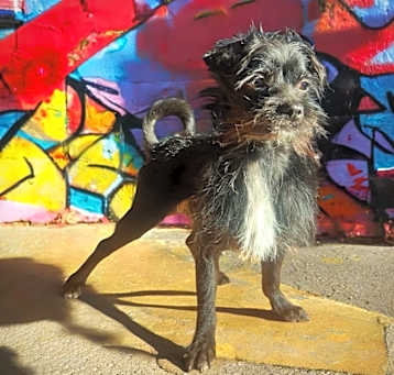Photo of Griffin