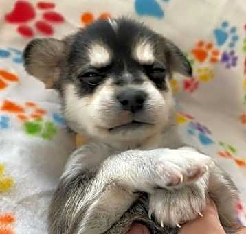 Photo of Nellie