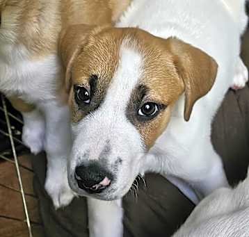 Photo of Snow Drop