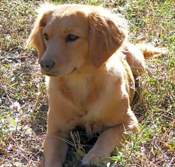 Photo of Peaches
