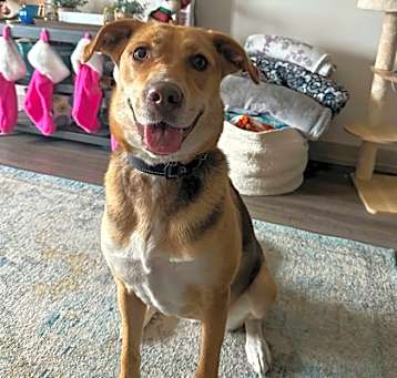 Photo of Honey