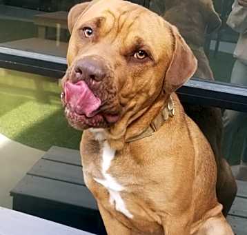 Photo of Canelo
