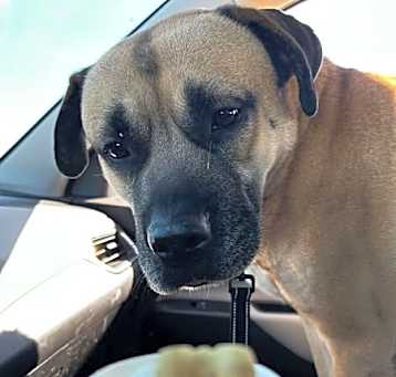 Photo of Archer