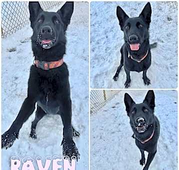 Photo of Raven - SPONSORED
