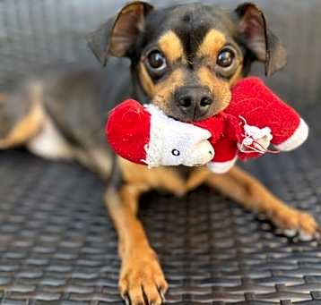 Photo of Taquito