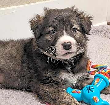 Photo of Bear aka Toast