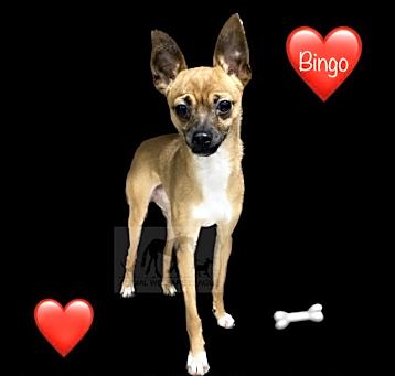 Photo of BINGO