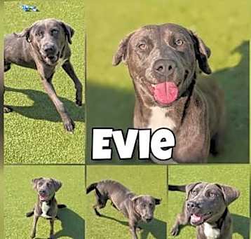 Photo of Evie