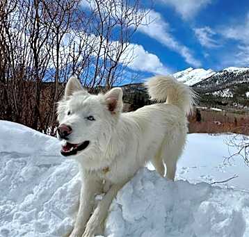 Photo of BEAR