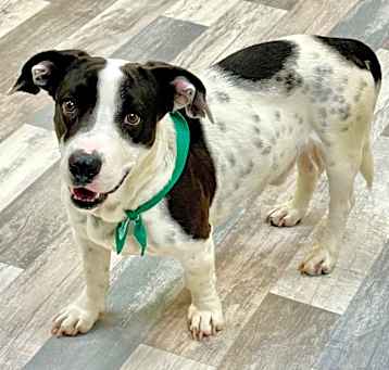 Photo of Jericho Dobby