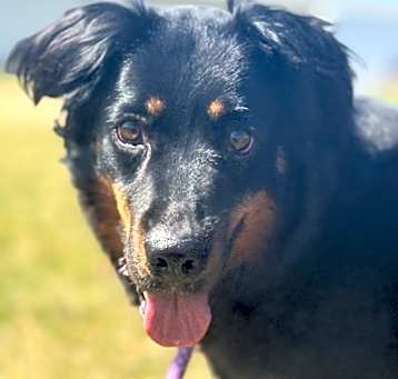 Photo of Sadie