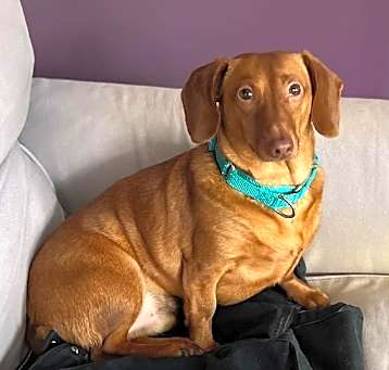 Photo of Slinky