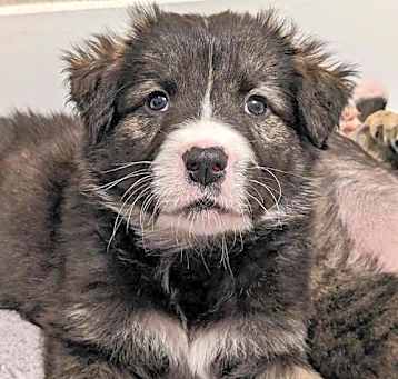 Photo of Bear aka Toast