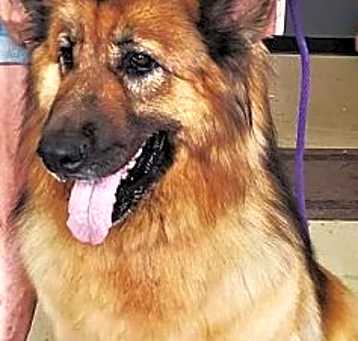 Photo of Rocco