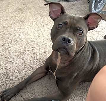 Photo of Luna