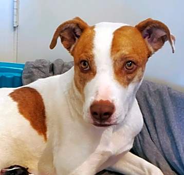 Photo of Sweetheart aka Sweetie