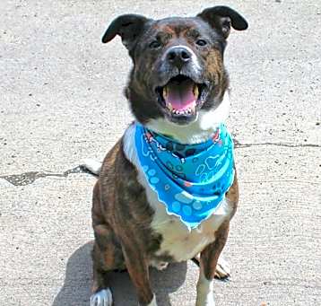 Photo of Brewster