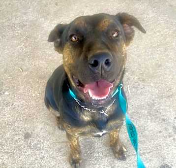 Photo of Tyson