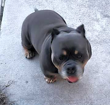 Photo of BLU