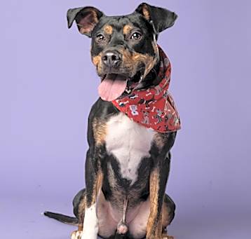 Photo of Goober