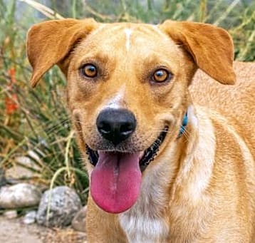 Photo of Biscuit