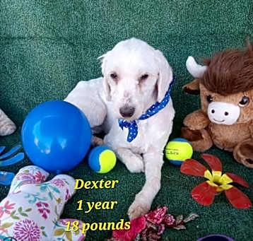 Photo of Daxter