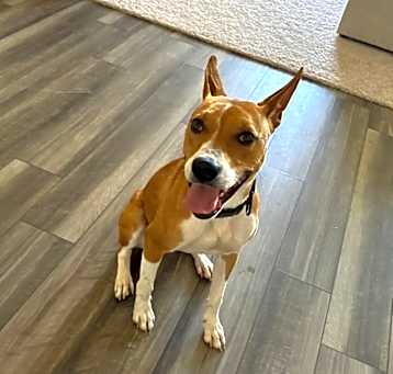 Photo of Pepper
