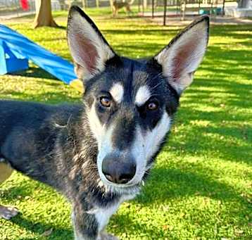 Photo of BANDIT