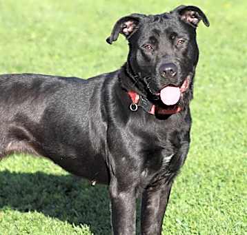 Photo of Harley