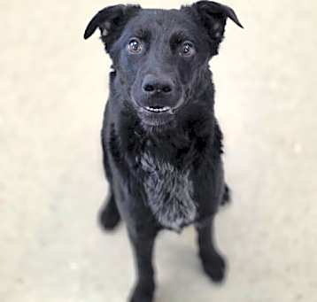 Photo of Shadow