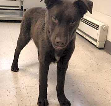 Photo of Brownie