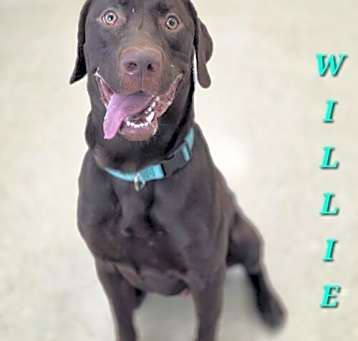 Photo of Willie