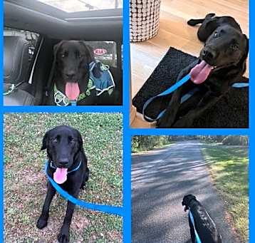Photo of Rollo