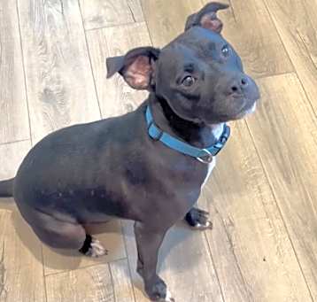 Photo of Rocky