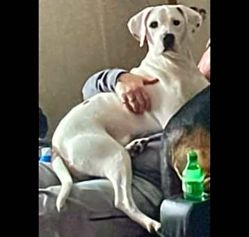 Photo of Brutus